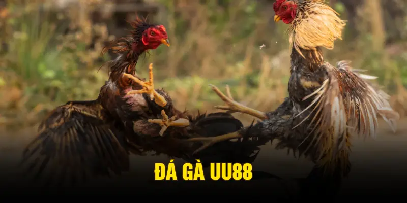 Đá gà UU88 trực tuyến