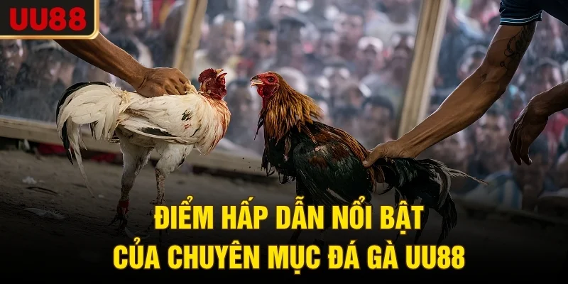 Điểm hấp dẫn nổi bật của chuyên mục đá gà UU88