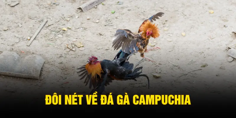 Đôi nét về đá gà Campuchia